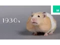Download 100 Years of Hamster Beauty in 60 Seconds mp4 3gp mp3 videos - waplic