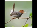 Download Lagu Suara pikat burung prenjak cipoh sogok ontong paling ampuh