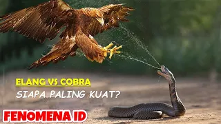 Download Detik2 Pertarungan Burung Elang VS Cobra... Ular Cobra Berbisa Namun Siapa Yang Paling Kuat  MP3