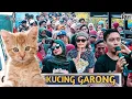 Download Lagu KUCING GARONG❗ IRAMA DOPANG❗VOCAL: DIRGHA NHIA || Rul Kanter