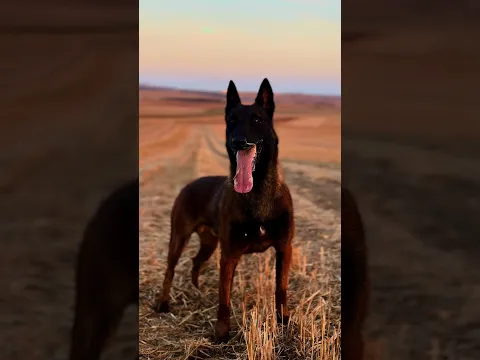 Ölüm tehlikesi🏴‍☠️ #eyüpdoğan #malinois #belçikakurdu #istanbul