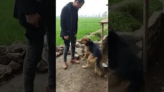 كلب بلدي مذهل Shorts Satisfying 