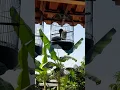suwara burung perkutut.