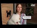 Luxury pet spa pampers dogs with high-end grooming wholistic health care and retail bling