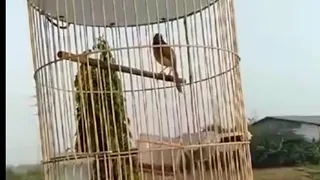 suara burung prenjak klik klik sawah