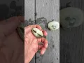 Manila Littleneck Clam or Native Littleneck Clam Beginner Identification Guide