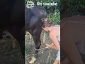 Download Lagu Ik melk mijn koe... maar ze blijft me likken 🐄💦 #junglelife #cowfunny #offgridliving