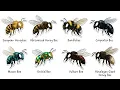 Every Bee Type Explained in 8 Minutes