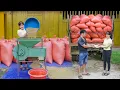 Download Lagu After Harvesting, Dry and Clean The Rice Dust - Sell Many Bags of Rice To Truck - My Bushcraft