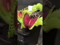 VENUS FLY TRAP vs SPIDER carnivorous plants eating