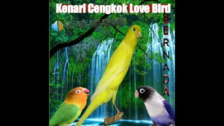 kenari isian love bird kenari cengkok unik