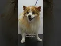 Rescue Dog Adoption Transformation
