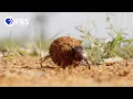 Download Lagu Tiny Dung Beetle Ping-Pongs Up Termite Mound