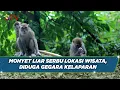 Download Lagu Diduga Kelaparan, Monyet Liar di Aceh Serbu Lokasi Wisata - BIS 20/08