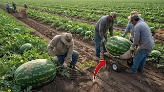 La granja de sandías más grande del mundo cómo se cultivan las sandías desde la semilla hasta la cos