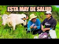 Download Lagu Hoy nos toco  madrugar a nuestras vacas por esta razon - DON PEDRITO MP3