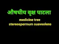 Download Lagu औषधीय वृक्ष पाटला (stereospermum suaveolens)