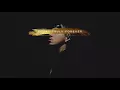Phora - Everybody Knows [Official Audio]