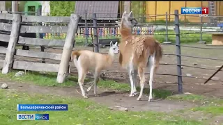 В Большереченском зоопарке у лам родился детеныш