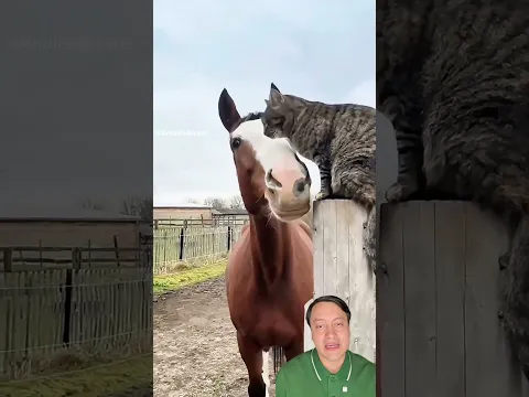 Los caballos pueden ser increíblemente amables con otros animales.