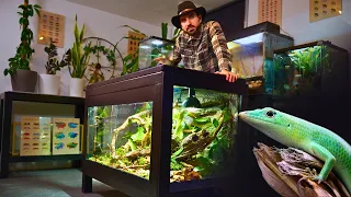 I Built a Workbench Terrarium for Emerald Tree Skinks