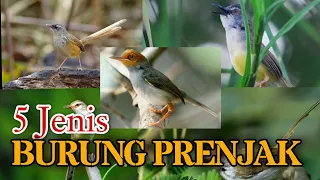 Download Jenis Burung Prenjak Yang Bagus Untuk Di Pelihara MP3