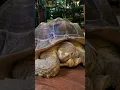 Bridges pets