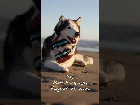 Sky has passed away on 8/29/26 at 4:40 AM. She was 12 and 5 months.