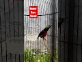 Download Lagu masteran kolibri gacor #shorts #kolibri #kolibrininja #birds #subscribe