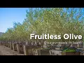 Fruitless Olive Olea europaea Wilsonii