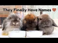We Finally Named Our Baby Bunnies... and It Felt Like Naming Family 🐰🤍