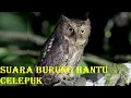 Download Lagu Suara burung hantu celepuk di alam