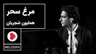                                           همایون شجریان   تصنیف مرغ سحر  دندنها