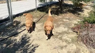 I Also Made a Promise to the Three Labradors! - Takis Shelter
