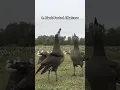 Download Lagu black footed albatress #birds #birdsong #funny #animals #wildlife #cute #burung #burungkicau