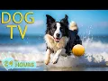 Download Lagu DOG TV: Best Video to Prevent Boredom and Anxiety for Dogs While You're Away - Music for Dogs Happy