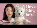 10 Things NO ONE tells you about having a Westie