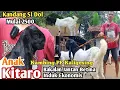 Lagu 2500.…!! BAKALAN JANTAN BETINA GRATIS ONGKIR SE JAWA KAMBING PE KALIGESING #hargakambing#kambingpe