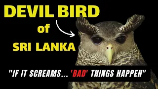 the devil bird of sri lanka