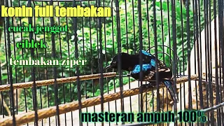 masteran kolibri ninja full tembakan kasar paling ampuh