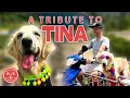 A Tribute To Tina - The Golden Retriever Who Changed The World For The Better