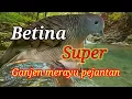 Download Lagu 🔴Rayuan betina Bikin Kesemsem Pejantan langsung naik drastis Birahinya #perkututbetina