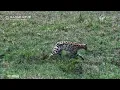 Daytime Hunter! Serval Spotted on the Hunt at Mahali Mzuri