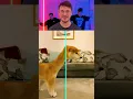 Download Lagu #Funny #Animals 😹
