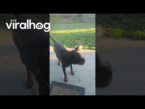 Dog and Duck Make for an Unlikely Duo || ViralHog
