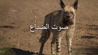 صوت الضبع دندنها