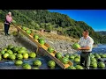 Download Lagu Juicy Smoked Watermelon with Homemade Jam in Village!