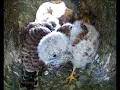 Download Lagu Foster Kestrel Chick Settles In | Rescued \u0026 Returned to the Wild | Robert E Fuller