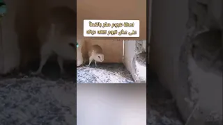 لحظة هجوم صقر بالخطأ على عش بومة كلفته حياته 