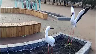                     دندنها